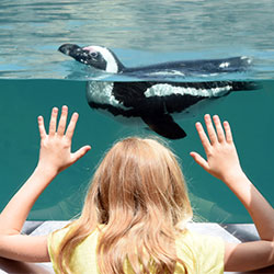 aquarium aquarium