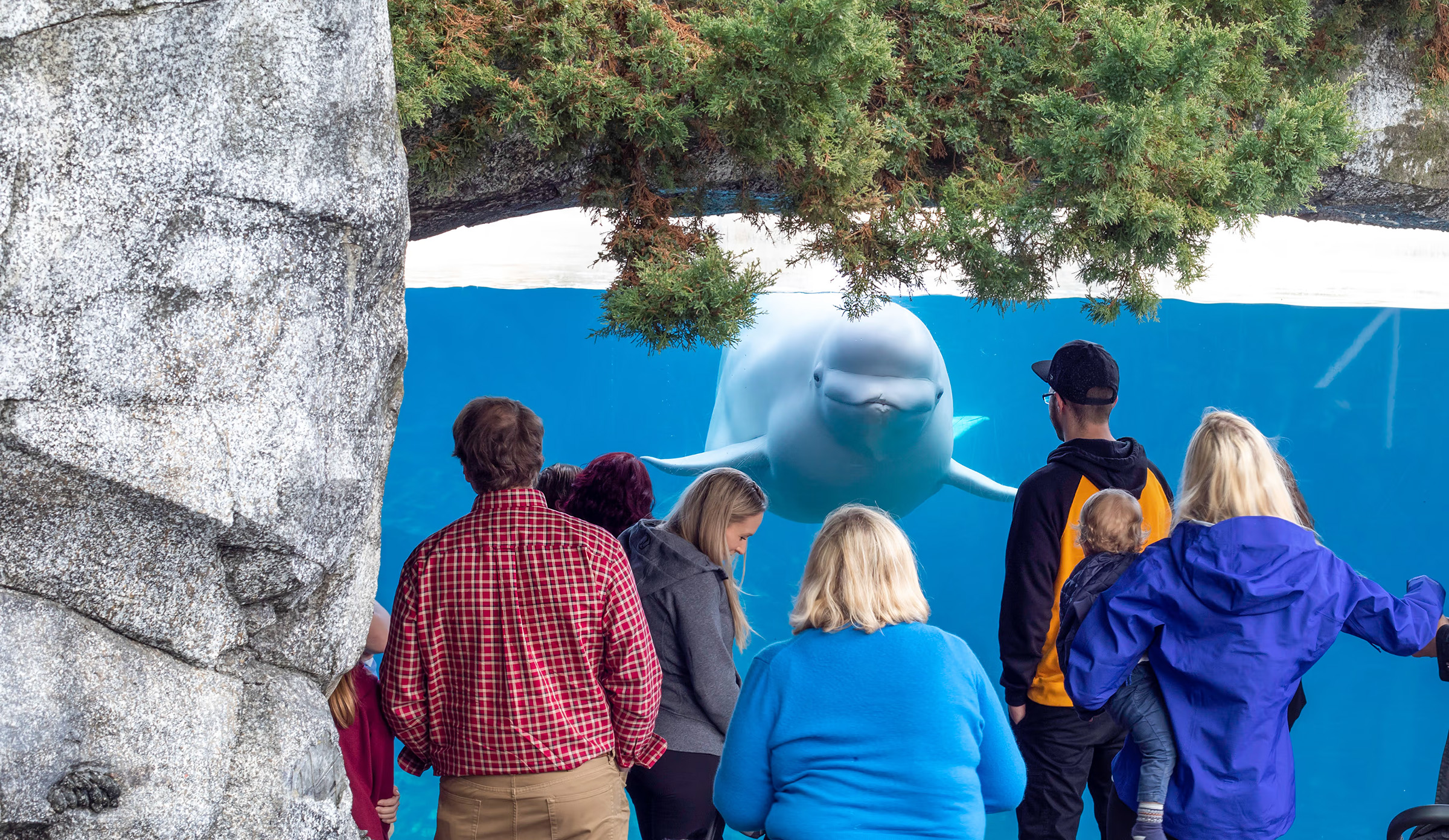 Guests viewing beluga whale at aquarium