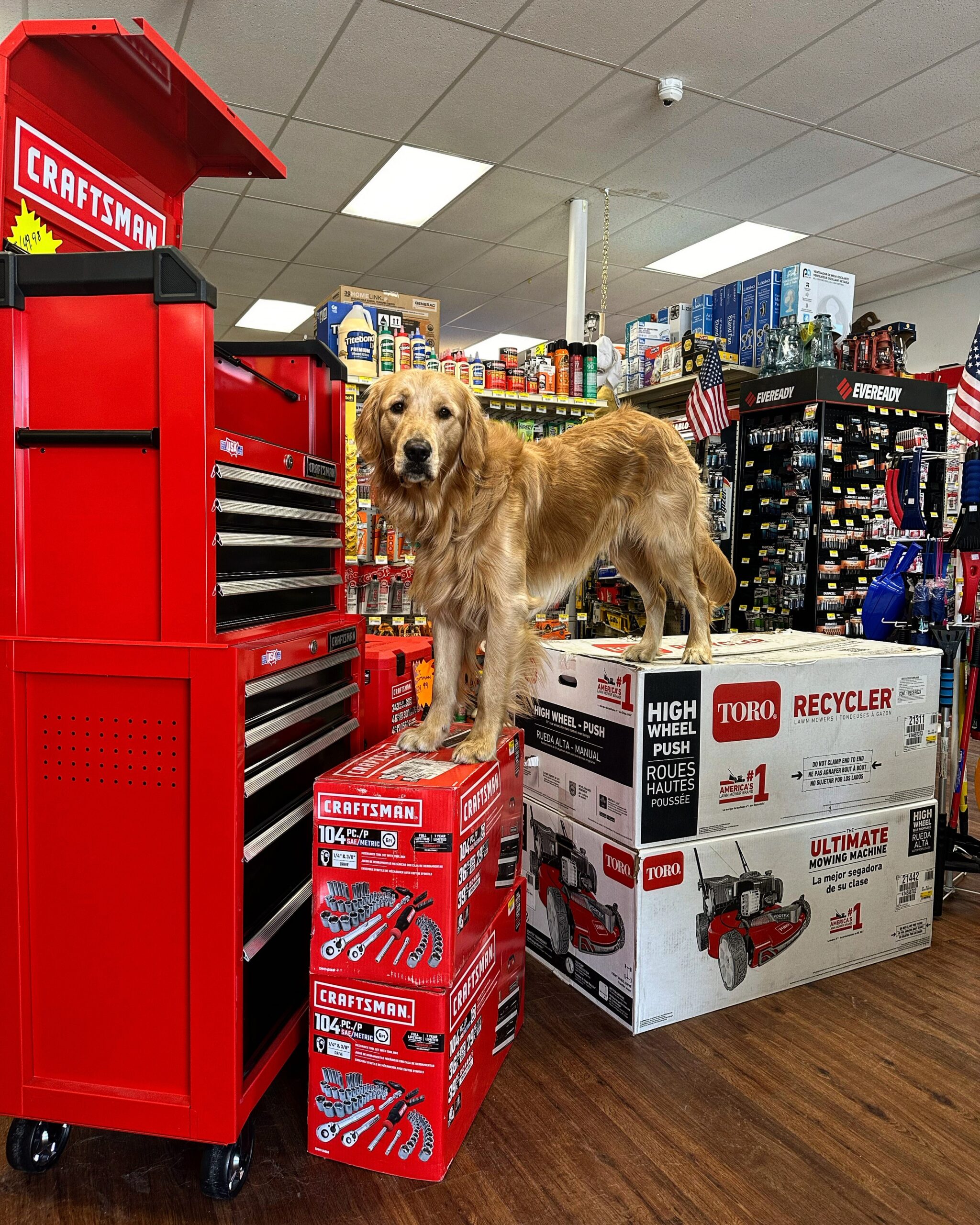 dog standing on boxes of products inside a hardware store